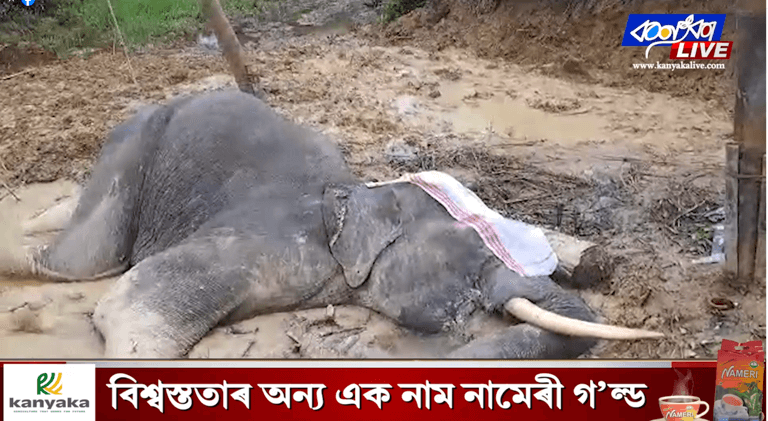 শোণিতপুৰৰ ফুলবাৰীত এটা আঘাটপ্ৰাপ্ত বনৰীয়া হাতীৰ মৃত্যু