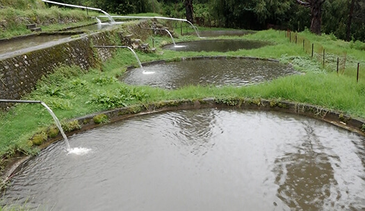 অৰুণাচল প্ৰদেশৰ ট্ৰট মাছৰ হেটচাৰীত কন্যকা লাইভ